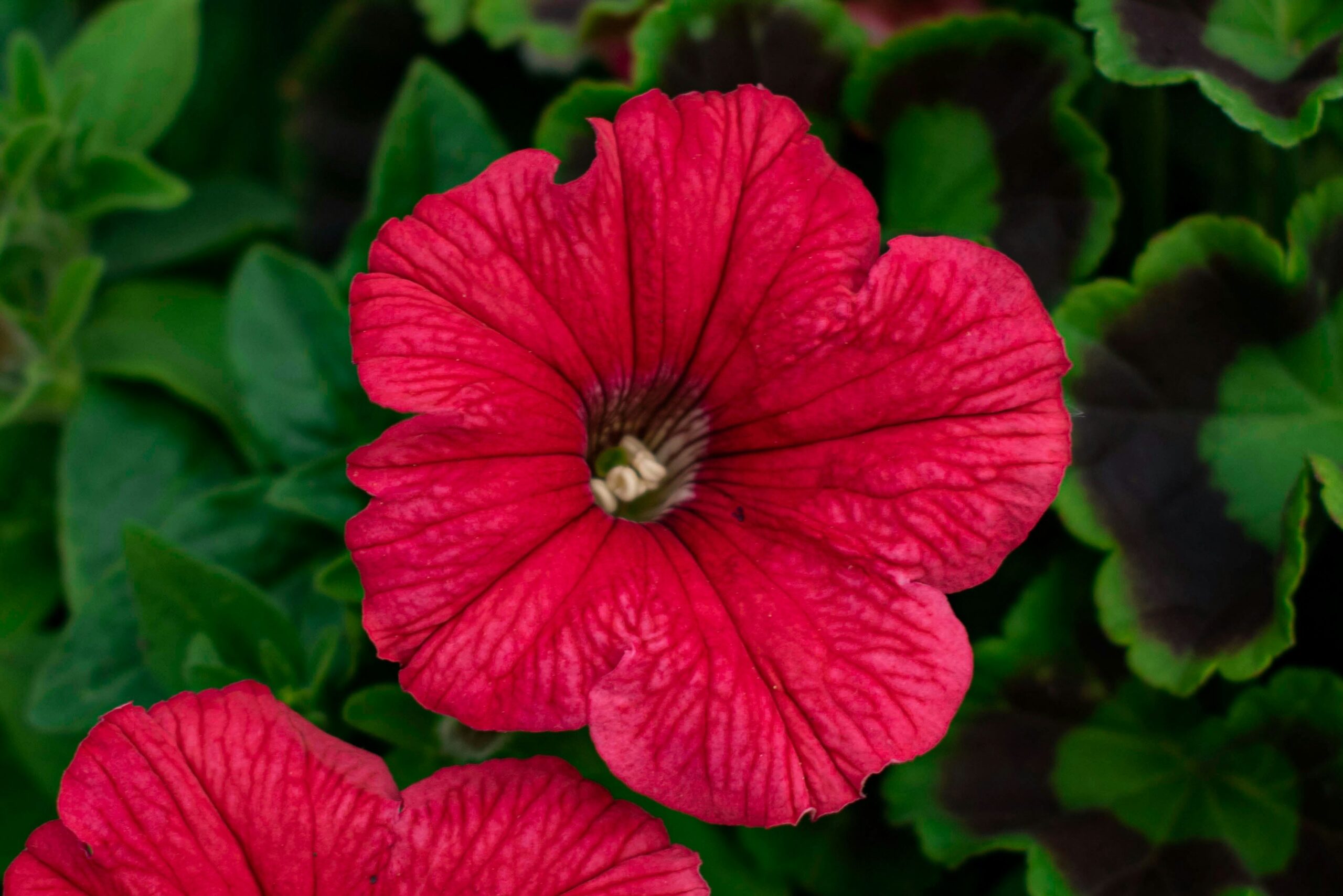 Red petunia