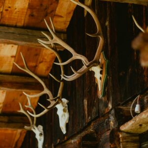 Antlers hanging on a cabin wall