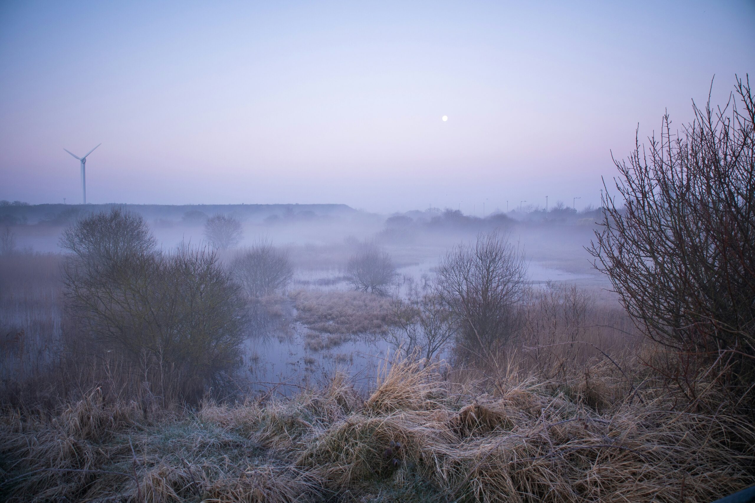 Marsh landscape in a blue haze
